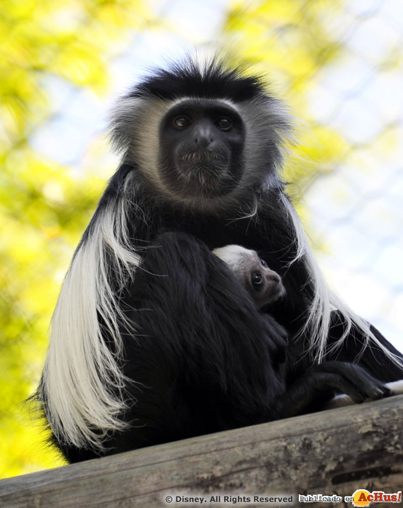 Imagen de Disney´s Animal Kingdom  Colobus monkey