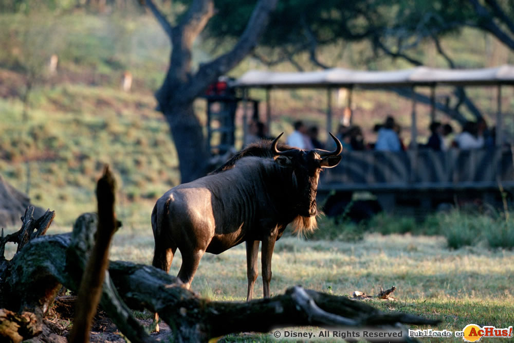 Imagen de Disney´s Animal Kingdom  Kilimanjaro Safaris 001