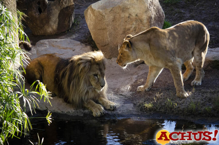 Lubango, el león macho de Bioparc Valencia, consolida su adaptación con Shanga, la hembra más joven de la manada