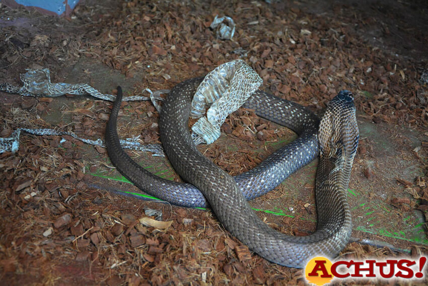 Terra Natura Benidorm amplía su familia de reptiles con la llegada de una cobra de monóculo