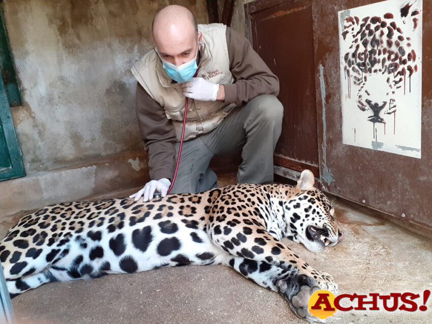 Los veterinarios de Terra Natura Benidorm practican una revisión completa a una hembra de jaguar para descartar alteraciones