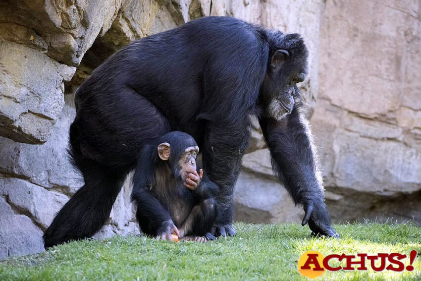 Djibril, el bebé chimpancé “adoptado” de Bioparc,  cumple 2 años