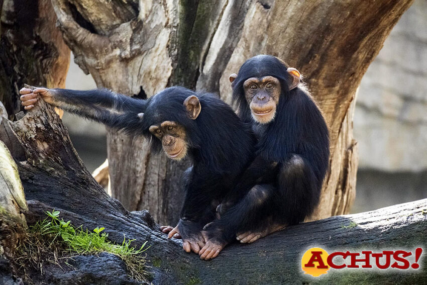 los chimpancés Coco y Djibril