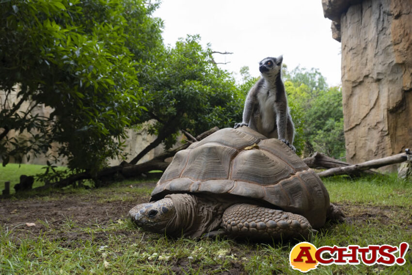 Tortugas gigantes de Aldabra en Bioparc Valencia