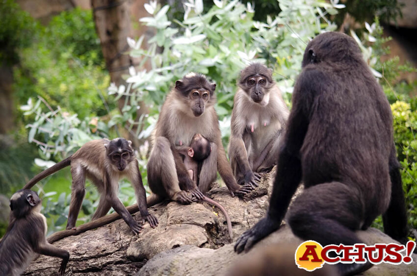 Bioparc Valencia conmemora el Día del Medio Ambiente con el nacimiento de un primate en grave peligro de extinción