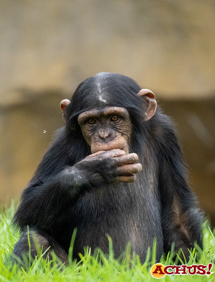 Hoy se conmemora el Día del Chimpancé y Bioparc Valencia lo celebra con el tercer cumpleaños de Coco