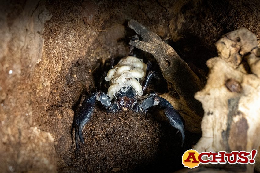 Nacimiento del escorpión más grande del mundo  en Bioparc Valencia