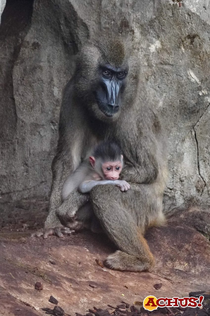 Nace en Bioparc Valencia uno de los primates más amenazados de África