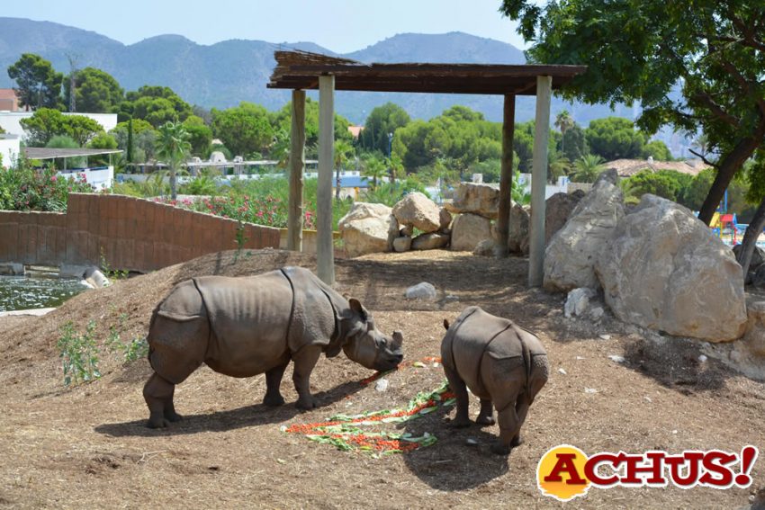 La pequeña rinoceronte Duna celebra su segundo cumpleaños en Terra Natura Benidorm