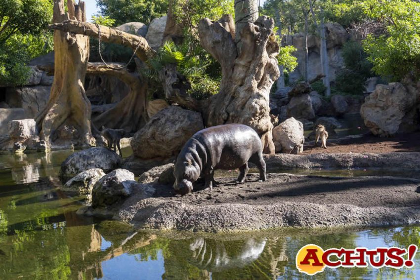 Bioparc Valencia conmemora el Día Mundial del Hipopótamo