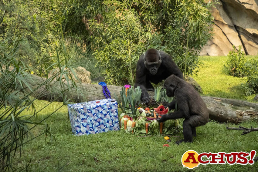 Fiesta de cumpleaños “animal” en Bioparc Valencia por el 6º aniversario de la gorila Virunga