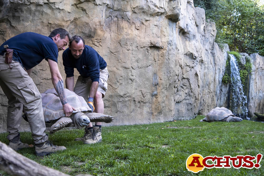 Dos de las tres especies de tortugas más grandes del planeta ya pueden verse en Bioparc Valencia 