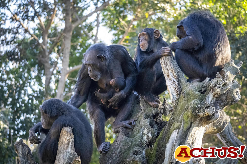 Muere una de las dos crías de chimpancé de Bioparc Valencia 