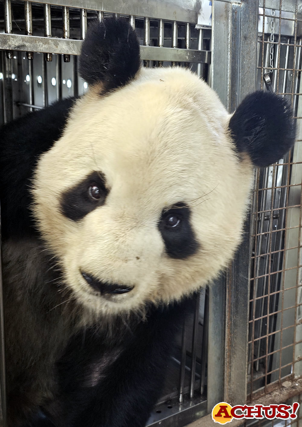 El viaje de la familia panda, del Zoo de Madrid a Chengdu en vuelo directo con todas las comodidades