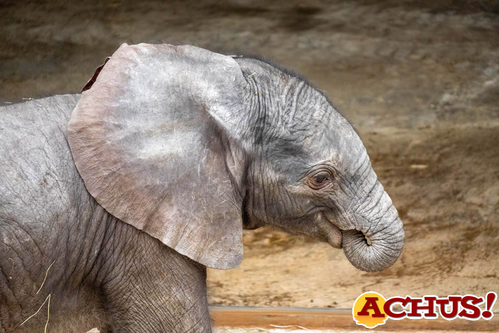 El “bebé” elefante de Bioparc Valencia es macho y ya disfruta del beneficioso sol