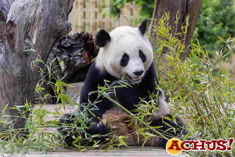 Su Majestad la Reina Doña Sofía preside la presentación oficial de la nueva pareja de Pandas del Zoo de Madrid