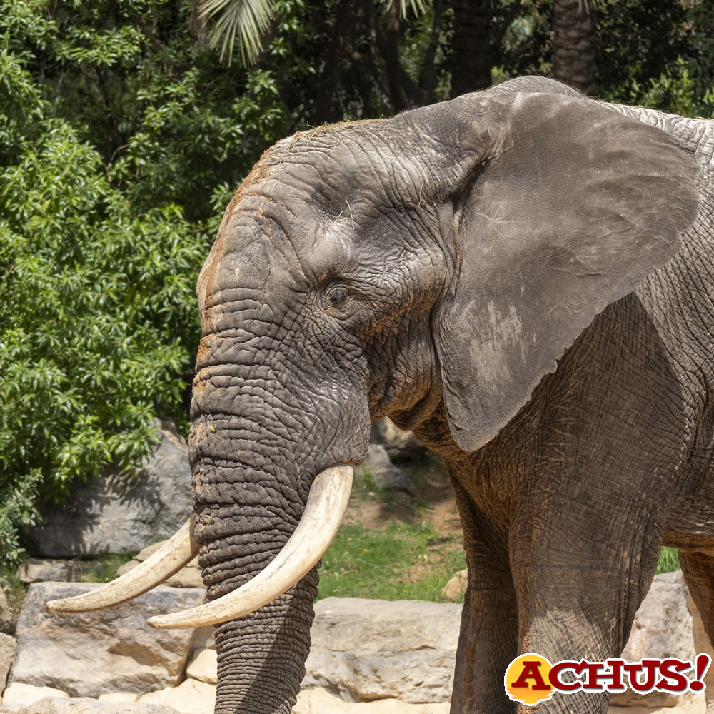 Bioparc Valencia incorpora a la manada de elefantes a Tooth, un macho de 31 años