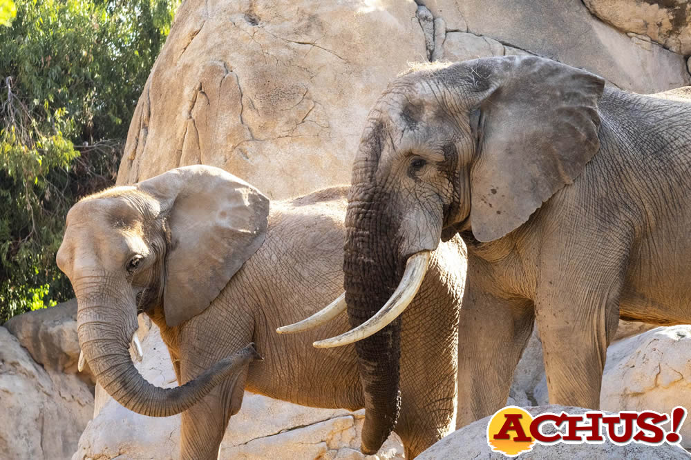 Primeras cópulas del macho de elefante de Bioparc Valencia con las hembras de la manada