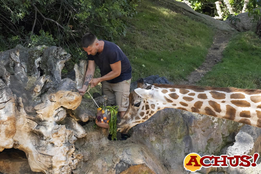 Helados gigantes, lluvia artificial, baños y dieta estival para el bienestar de los animales de Bioparc Valencia.