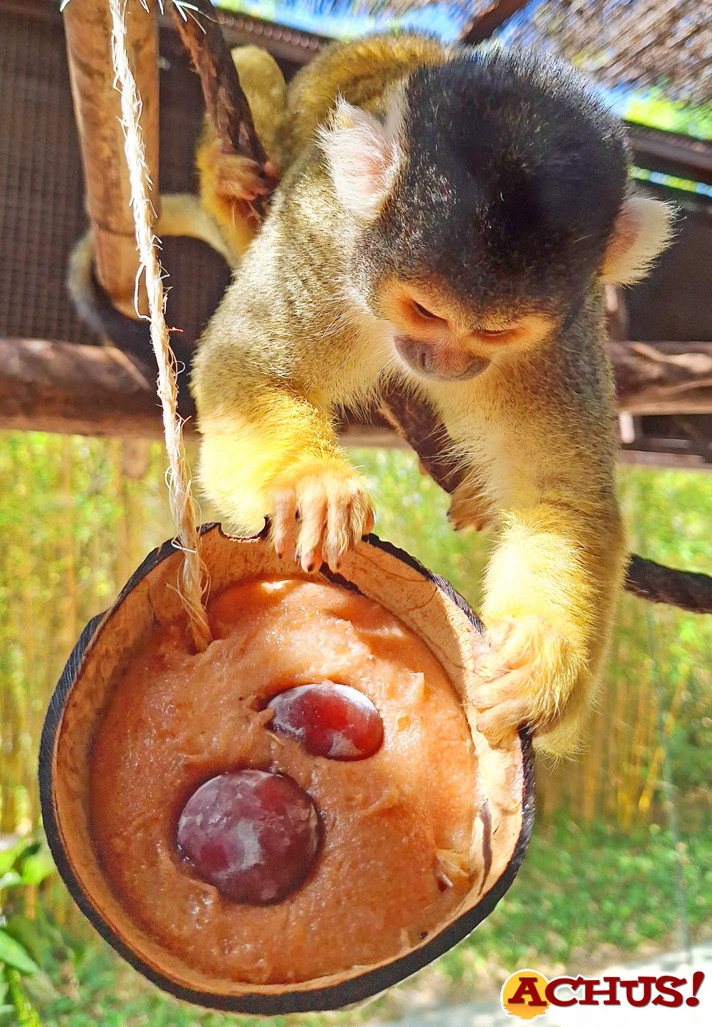 Tucanes, titíes y otras especies de Terra Natura Benidorm se refrescan con helados de frutas