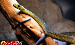 Terra Natura Benidorm celebra el Día Internacional de la Serpiente