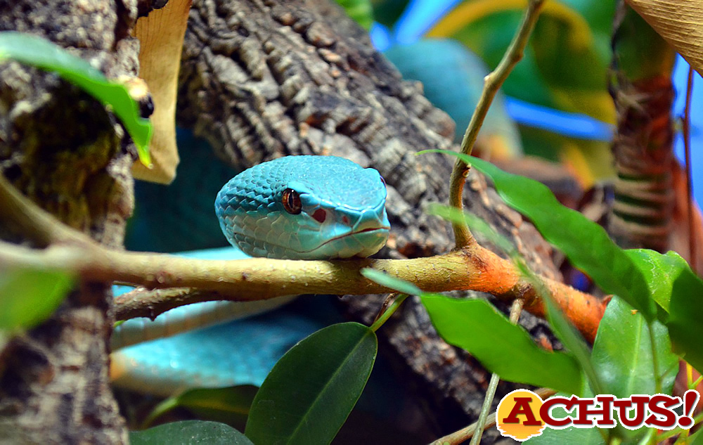 Terra Natura Benidorm celebra el Día Internacional de la Serpiente