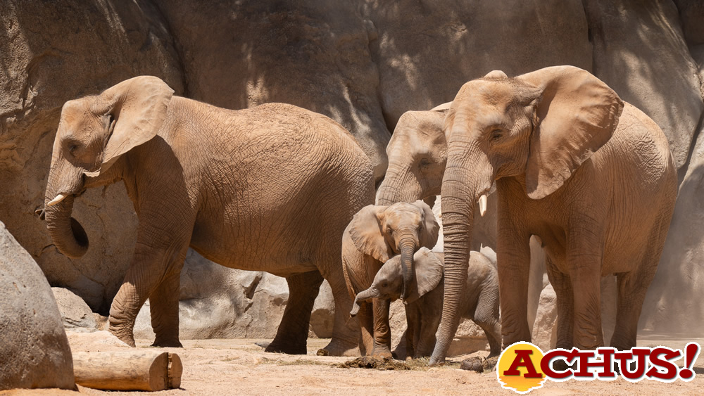 Día Mundial del Elefante 12 agosto.