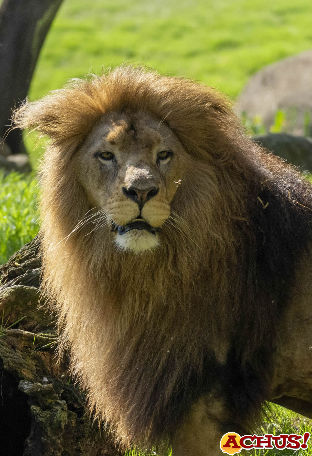 10 agosto, Día Mundial del León.