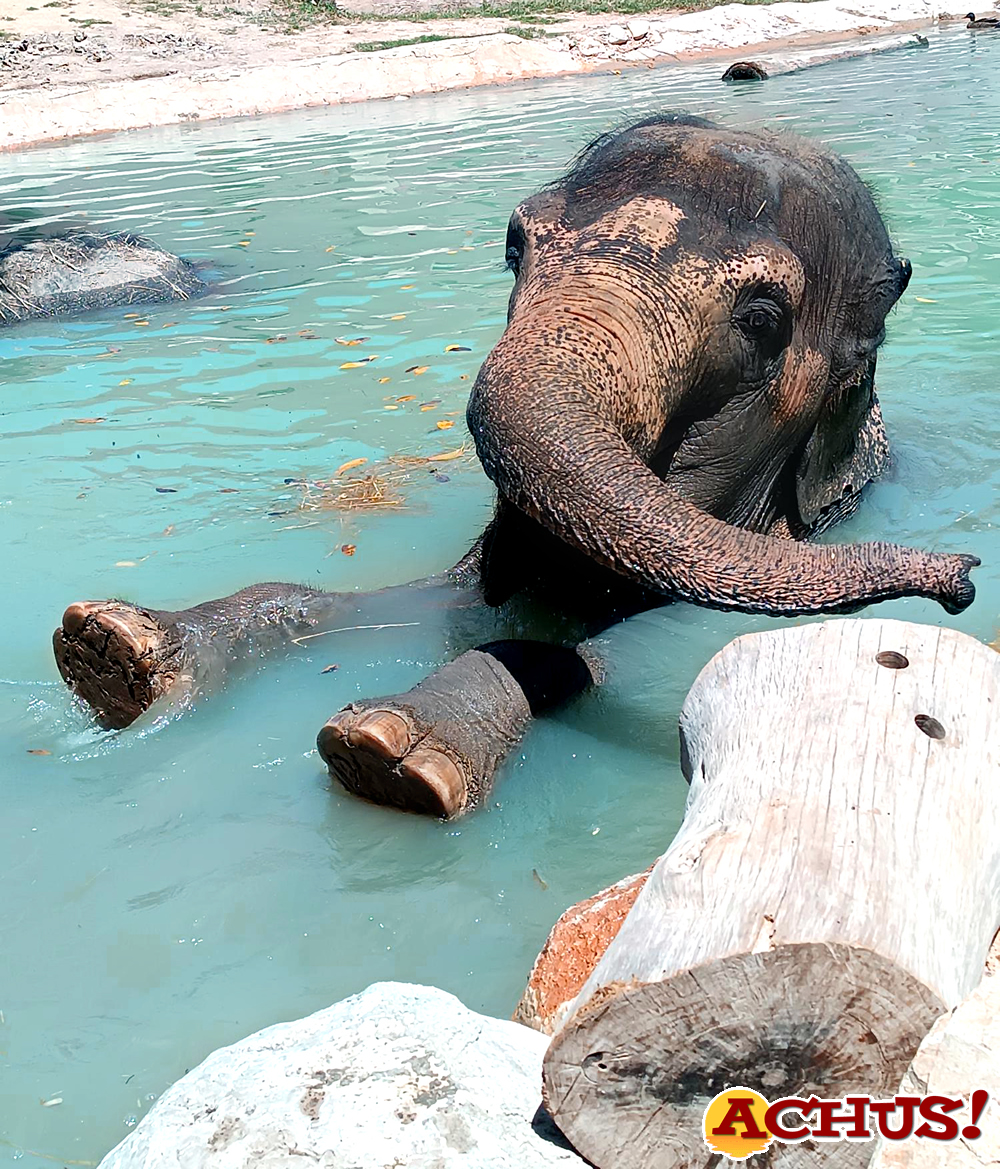 Día Internacional del Elefante