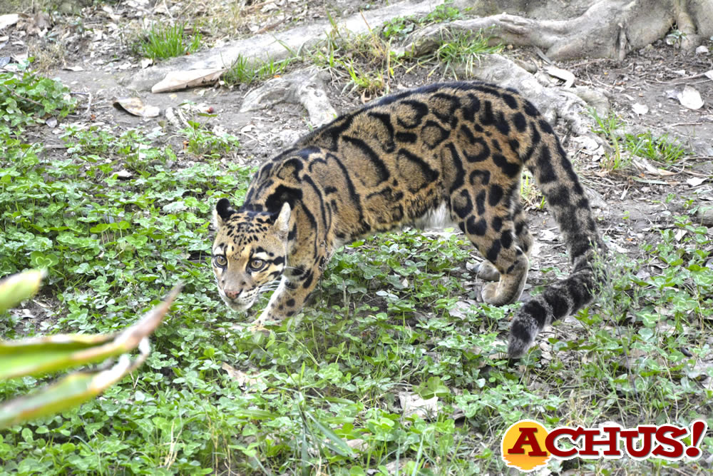 Terra Natura Benidorm aboga por la conservación de la biodiversidad coincidiendo con el Día Internacional de la Pantera Nebulosa.