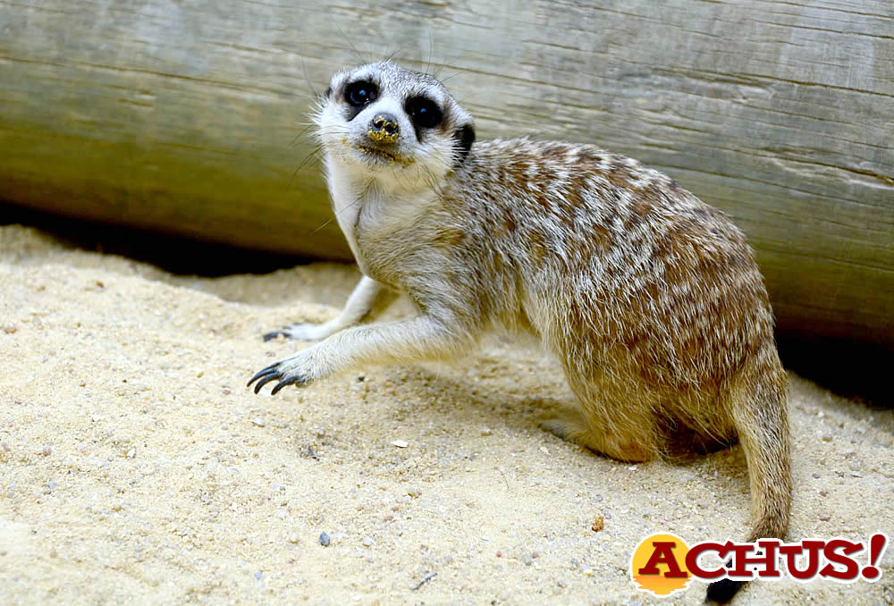 Terra Natura Benidorm cría a tres suricatas recién nacidas que han sido rechazadas por su madre