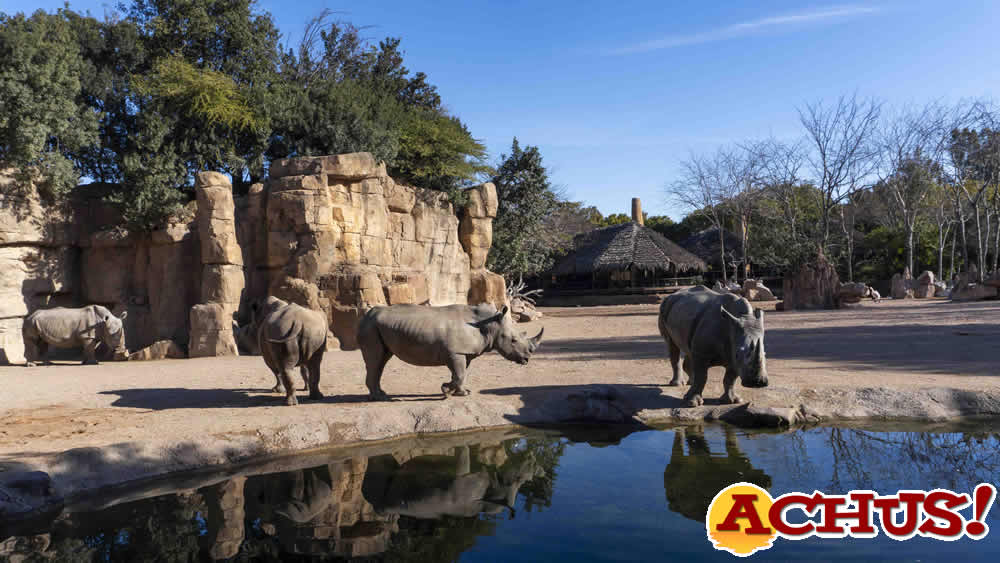 La Fundación Bioparc apela a la conservación del Rinoceronte: un “gigante” que podría desaparecer.