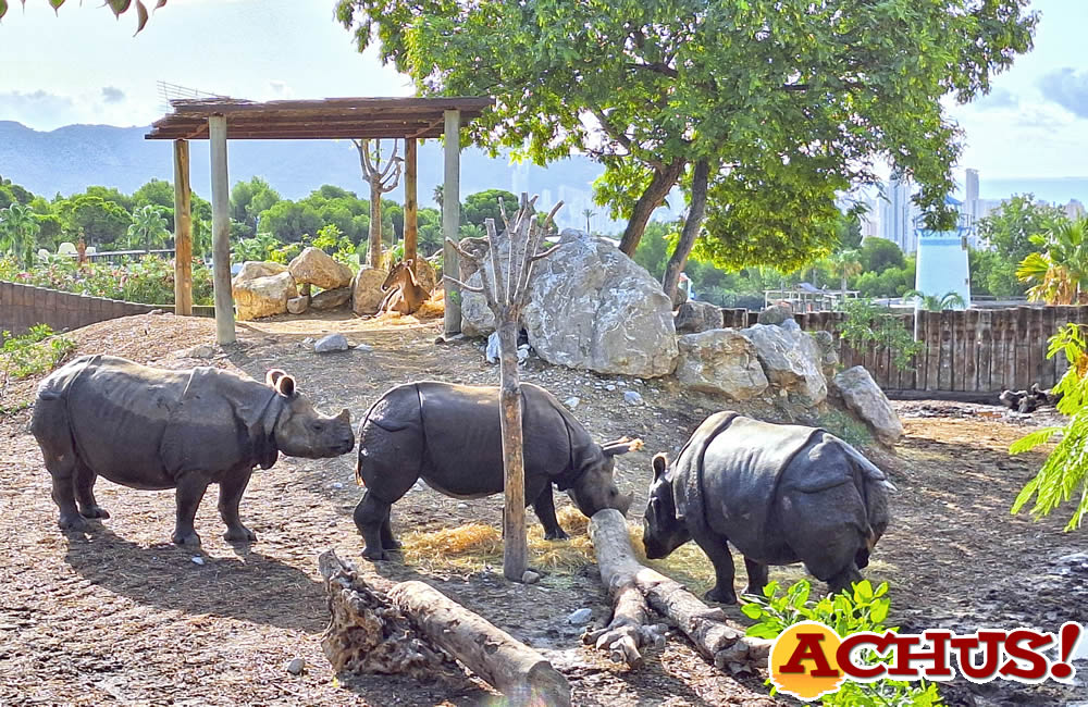 Terra Natura Benidorm celebra el Día Mundial del Rinoceronte con actividades educativas y de concienciación.