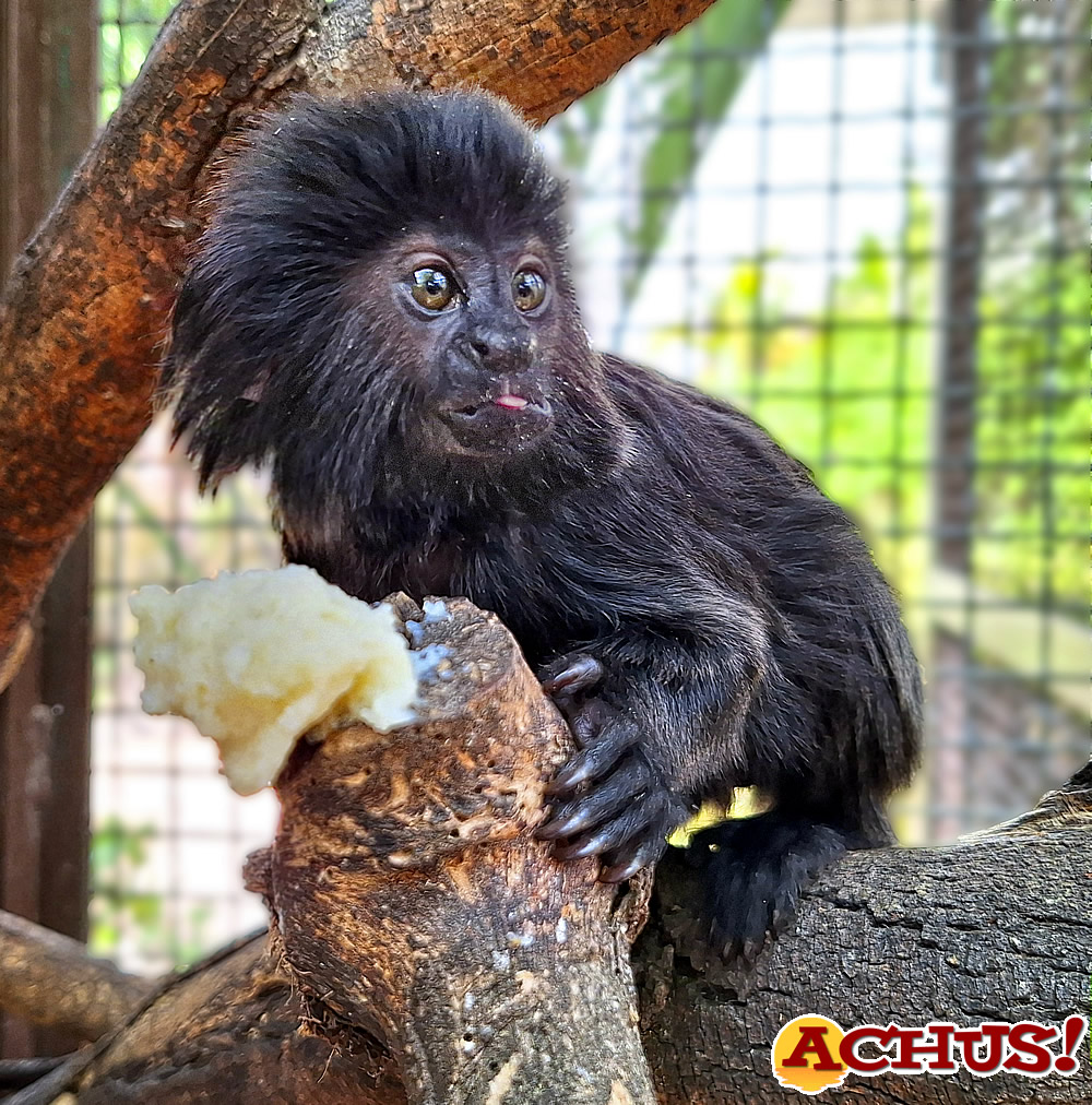 Los veterinarios de Terra Natura Benidorm realizan una revisión al titi de Goeldi para confirmar su estado de salud.