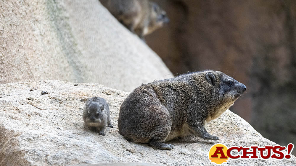 Nueva camada de damán roquero en Bioparc Valencia del poco conocido mamífero del que proviene el nombre de España.