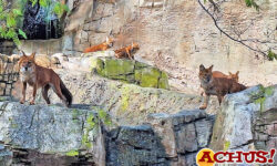 Terra Natura Benidorm completa con éxito la integración de las crías de dhole en su grupo familiar