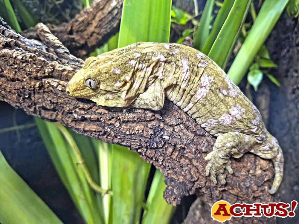 Terra Natura Benidorm incorpora un gecko gigante de Nueva Caledonia a su exhibición de fauna exótica.