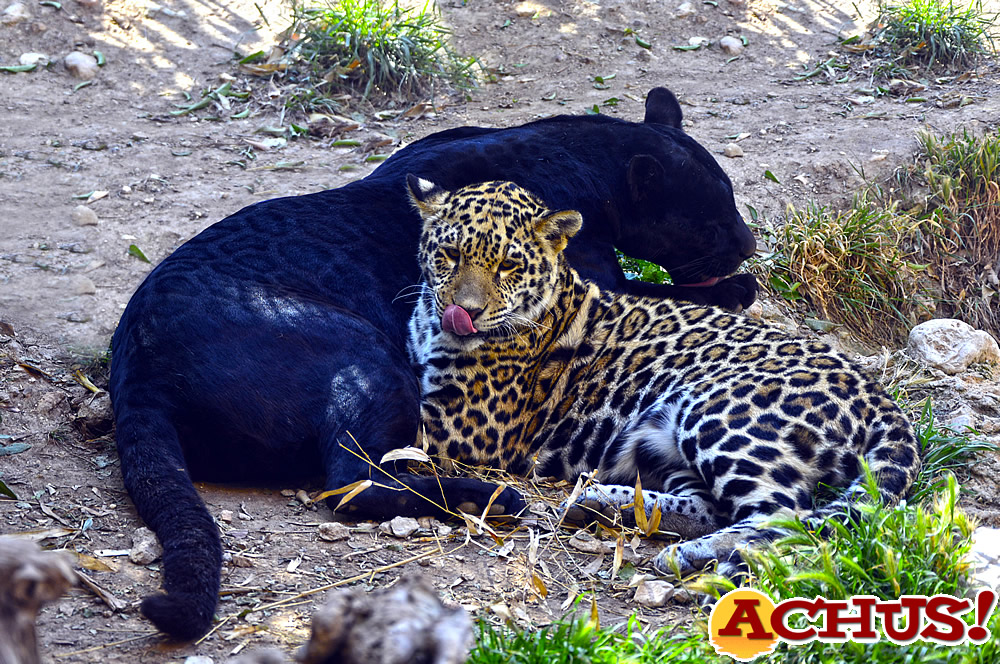 Terra Natura Benidorm celebra el Día Internacional del Jaguar con actividades educativas para concienciar sobre su conservación.