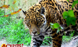 Terra Natura Benidorm celebra el Día Internacional del Jaguar con actividades educativas para concienciar sobre su conservación