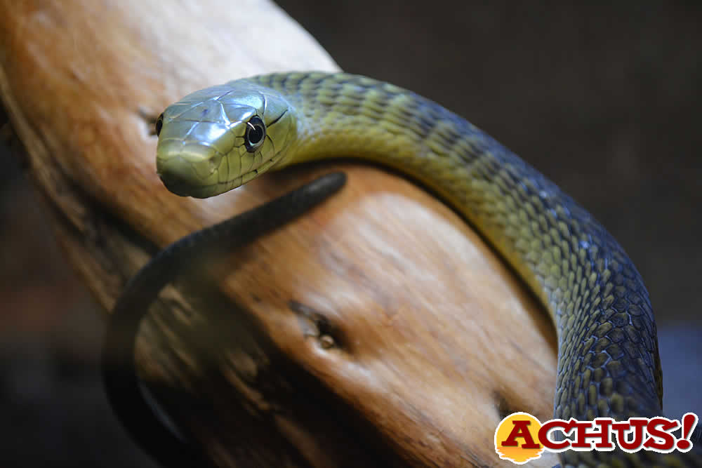 Terra Natura Benidorm advierte de la importancia de no regalar animales de forma impulsiva durante las fiestas Navideñas.