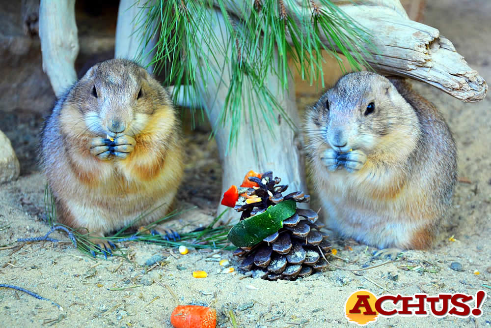 Terra Natura Benidorm da la bienvenida a la Navidad con actividades especiales durante el puente de diciembre.