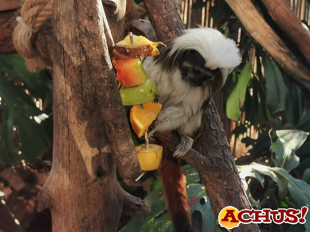 Los Reyes Magos entregan regalos a los animales de Terra Natura Benidorm para promover su bienestar.