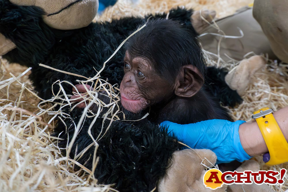 Nace un chimpancé en Bioparc Valencia de una subespecie en peligro crítico de extinción