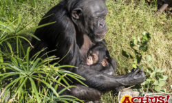 Bioparc Valencia recuerda un año de hitos en conservación, bienestar animal y compromiso con la sociedad