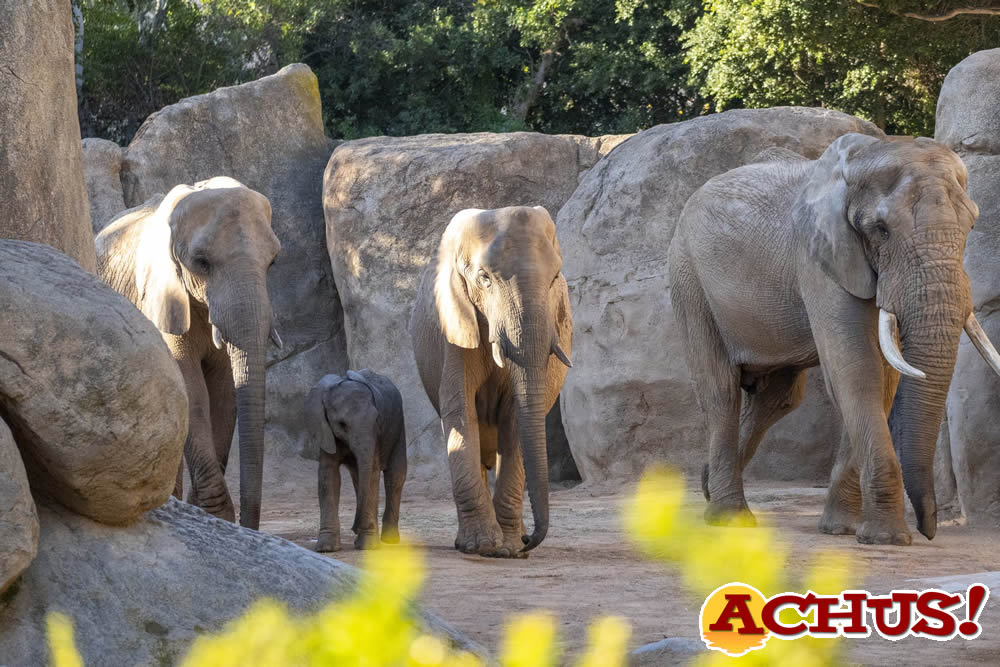 Bioparc Valencia recuerda un año de hitos en conservación