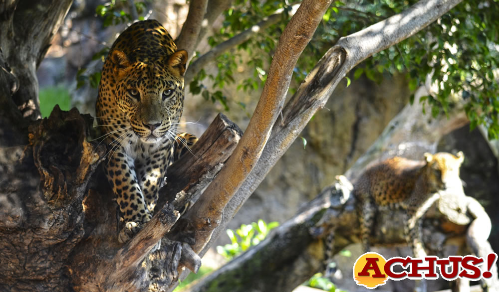 Muere Inés la preciosa y querida leoparda  de Bioparc Valencia