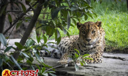 Muere Inés la preciosa y querida leoparda  de Bioparc Valencia